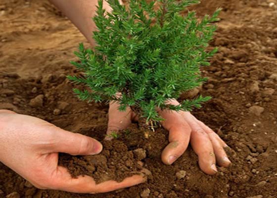 Ağaçlandırma Projesi